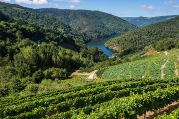 Vineyards along the River Minho, Lugo (Spain)