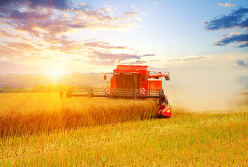 Fototapeta premium Combine working in field