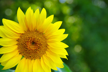 Close up of sunflower