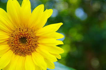 Close up of sunflower