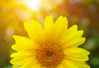 Close up of sunflower