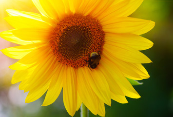 Obraz premium Close up of sunflower