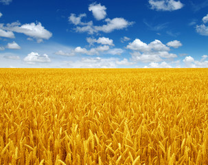 wheat field and sky