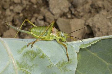 Grasshopper