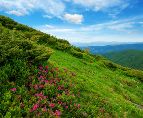 Mountain landscape in the summer