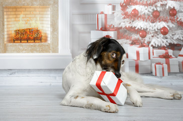 Lustiger, süßer Hund in einem weihnachtlichen Wohnzimmer mit einem Geschenk schaut ertappt zum Betrachter