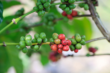 Coffee beans on tree