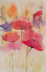 Colorful poppies, watercolor painting