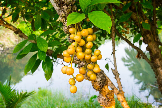 Baccaurea ramiflora on the tree , Sweet Baccaurea ramiflora