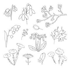 Vector hand drawn spring flower illustration set