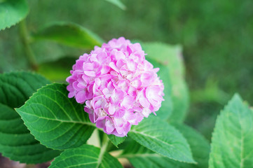 Pink hydrangea in the garden.