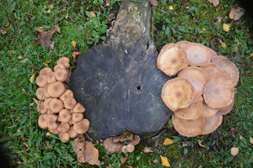 Two kinds of mushrooms in a park in Antwerp