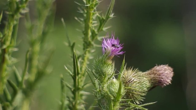 little insect on a pink flower