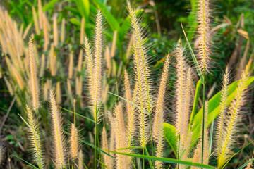 Flower grass impact sunlight