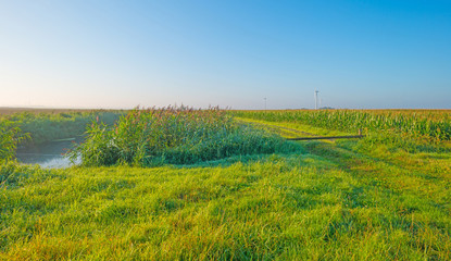 Field with corn in summer © Naj