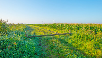Field with corn in summer © Naj
