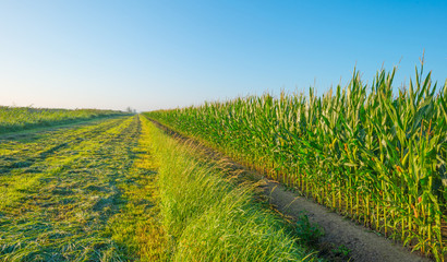 Field with corn in summer © Naj