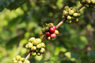 Coffee beans on tree