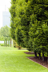 avenue of trees in the park