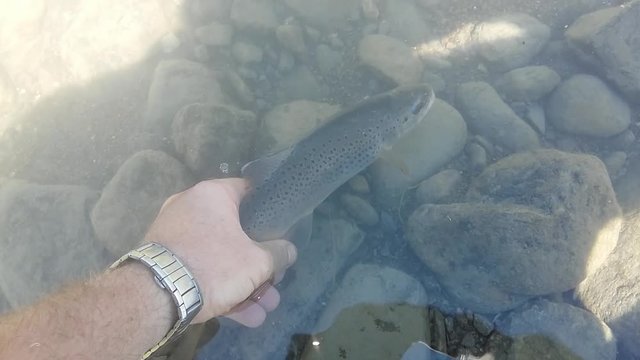 rilascio di una trota fario nel fiume