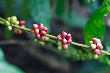 Coffee beans on tree