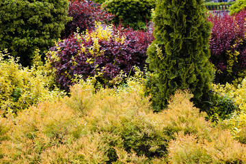 Obraz premium ornamental shrubs in the park