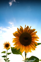 Obraz premium Sunflower in full bloom on blue sky