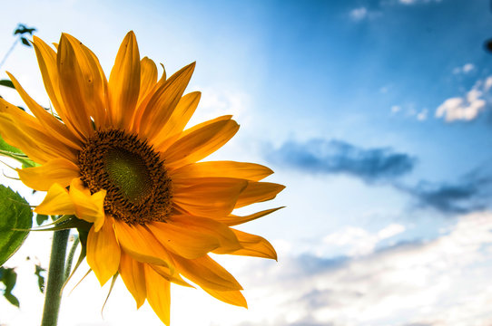 Sunflower in full bloom on blue sky