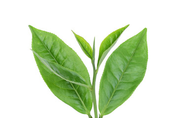 Green tea leaf isolated on white background