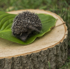 Hedgehog