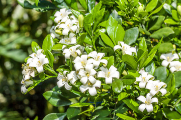 Buis de Chine 
Buis de Chine ou bois-jasmin