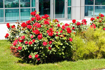 a rose bush in the park