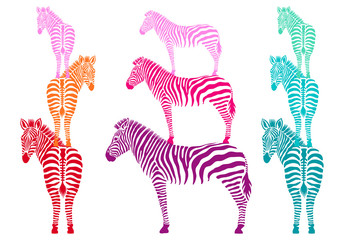 Fototapeta na wymiar colorful zebras, vector set
