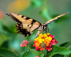 Eastern Tiger Swallowtail on a Lantana Bloom