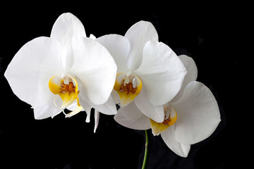 Fototapeta na wymiar white Orchid flower Phalaenopsis butterfly on a black background