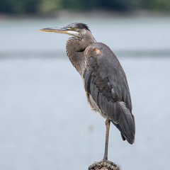 Great Blue Heron Perched on a Log