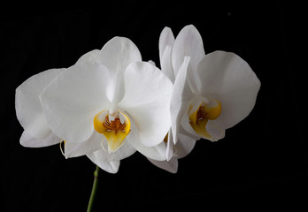 Naklejka na ściany i meble white Orchid flower Phalaenopsis butterfly on a black background