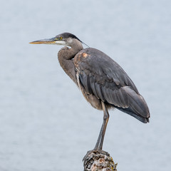 Great Blue Heron Perched on a Log
