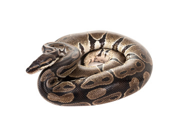 Fototapeta premium Snake