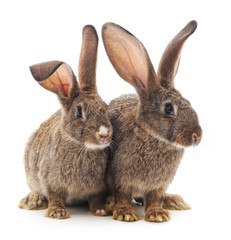Obraz premium Two brown rabbits.