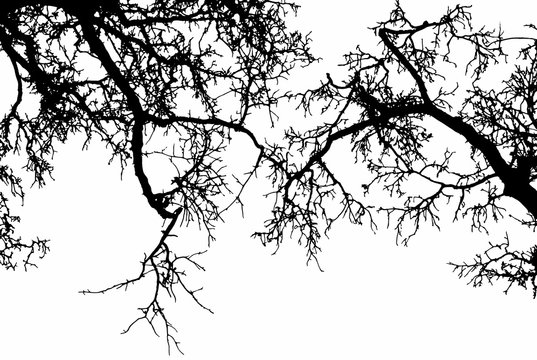 Fototapeta tree branch on a white background