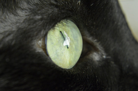Black cat's eye