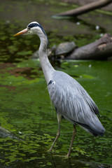 Grey heron (Ardea cinerea).
