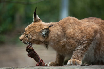 Northern lynx (Lynx lynx lynx).