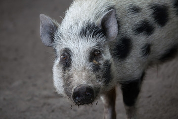 Gottingen minipig (Sus scrofa domesticus). © Vladimir Wrangel
