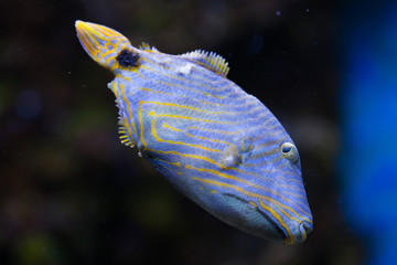 Orange-lined triggerfish (Balistapus undulatus).