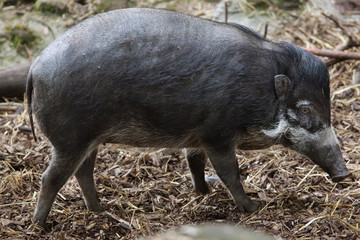 Visayan warty pig (Sus cebifrons).