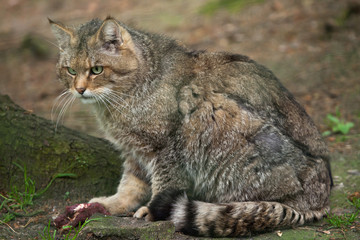 European wildcat (Felis silvestris silvestris). - obrazy, fototapety, plakaty