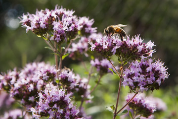 Honeybee on a pink oregano flower.