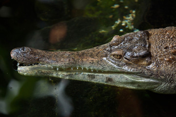 Naklejka premium Slender-snouted crocodile (Mecistops cataphractus).
